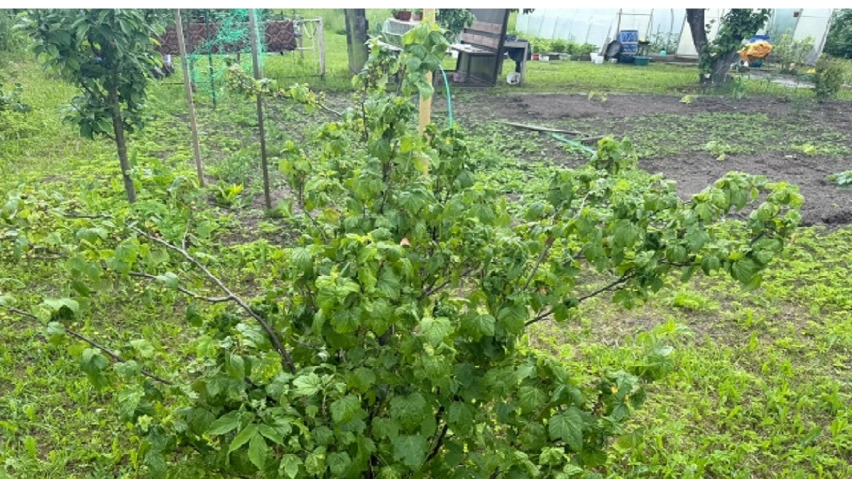Делаю одну подкормку весной и получаю летом смородину крупнее вишни: сочная и сладкая ягода на зависть соседям