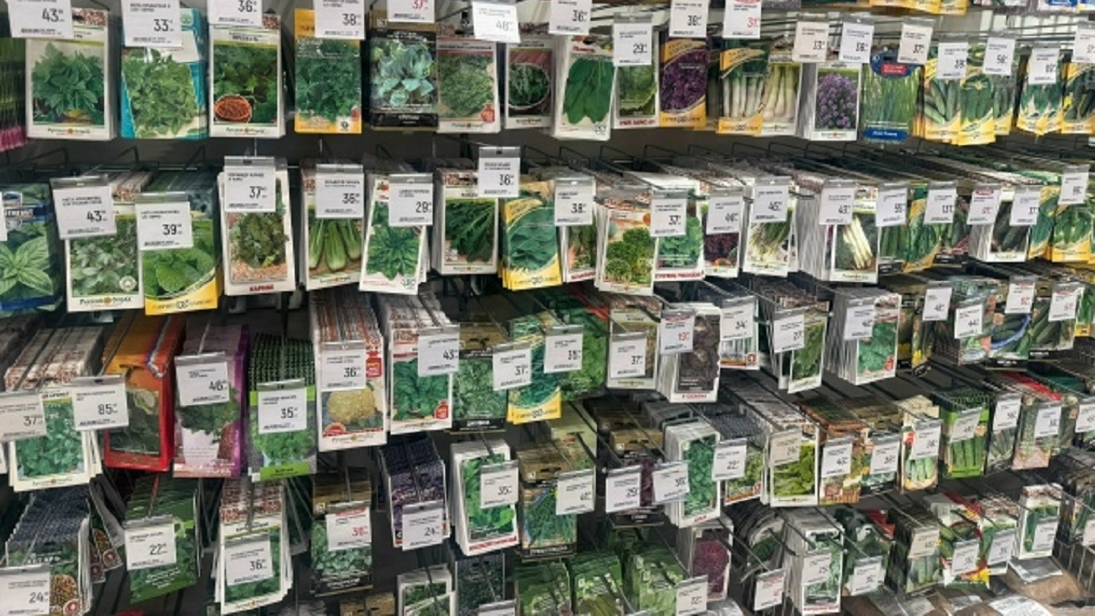 Теперь замачиваю семена укропа только в этом растворе: всходы появляются уже через 6 дней