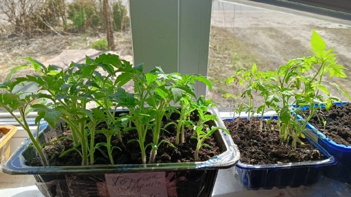 Рассыпал 1 ч.л. под рассаду — и забыл про черных мошек на рассаде: стоит 50 рублей