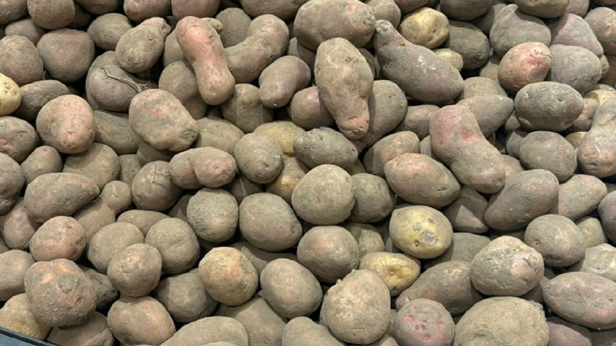 Начал выращивать картофель по голландскому методу: с 4 соток теперь получаю на 25% больше урожая