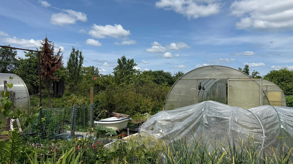 Не горчица и не фацелия: есть сидераты намного эффективнее — почва не будет такой рыхлой даже после червей 