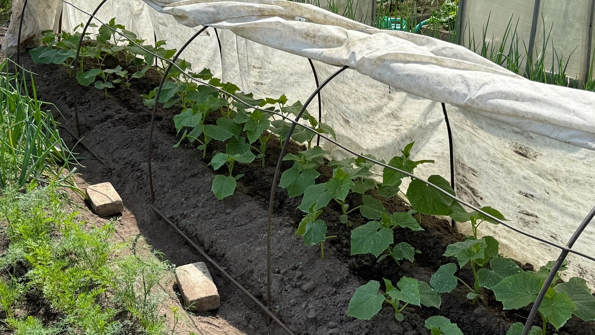 Салат растет как на дрожжах: 3 секрета для супер-урожая за месяц