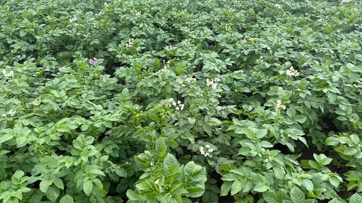 Выращиваю картофель по методу Балабанова и получаю отменный урожай: рассказываю, как повторить