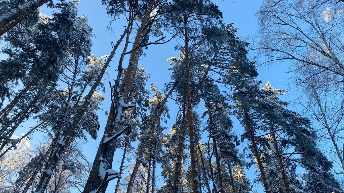 Во Владимирской области планируют создать современный лесной питомник