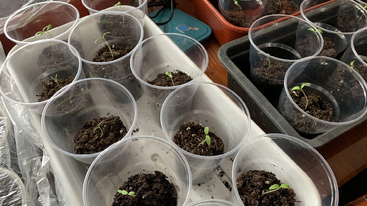 Как не погубить рассаду томатов: 3 главные ошибки при подкормке