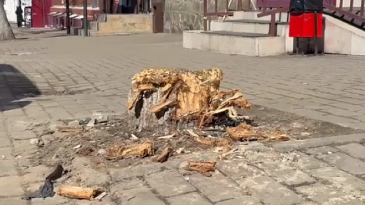 В историческом центре Владимира незаконно спилили деревья