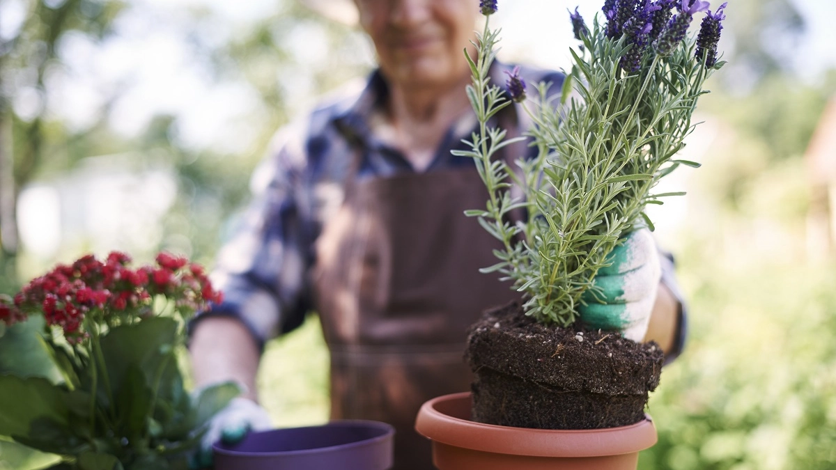 Как защитить огород от вредителей без опрыскиваний и лишних хлопот: посадите эти растения, чтобы избавиться от тли 