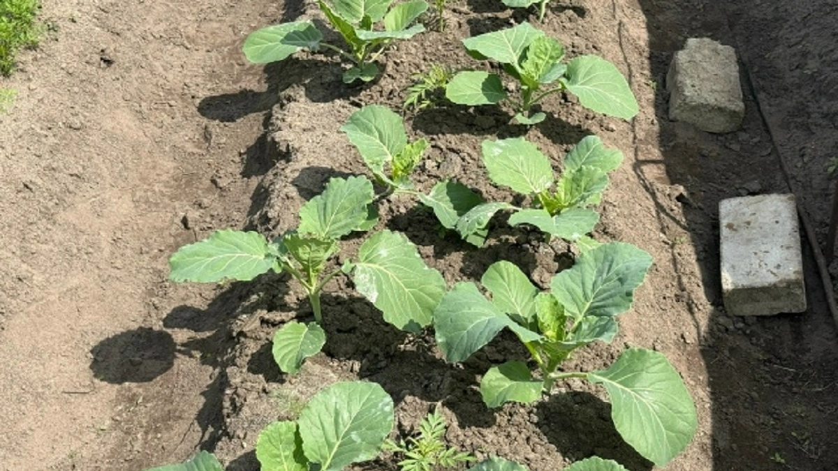 Добавляю это в лунку при посадке капусты: и забываю про насекомых навсегда