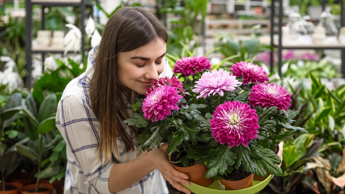 Астра: как посеять королеву осеннего сада, чтобы она взошла даже у новичка