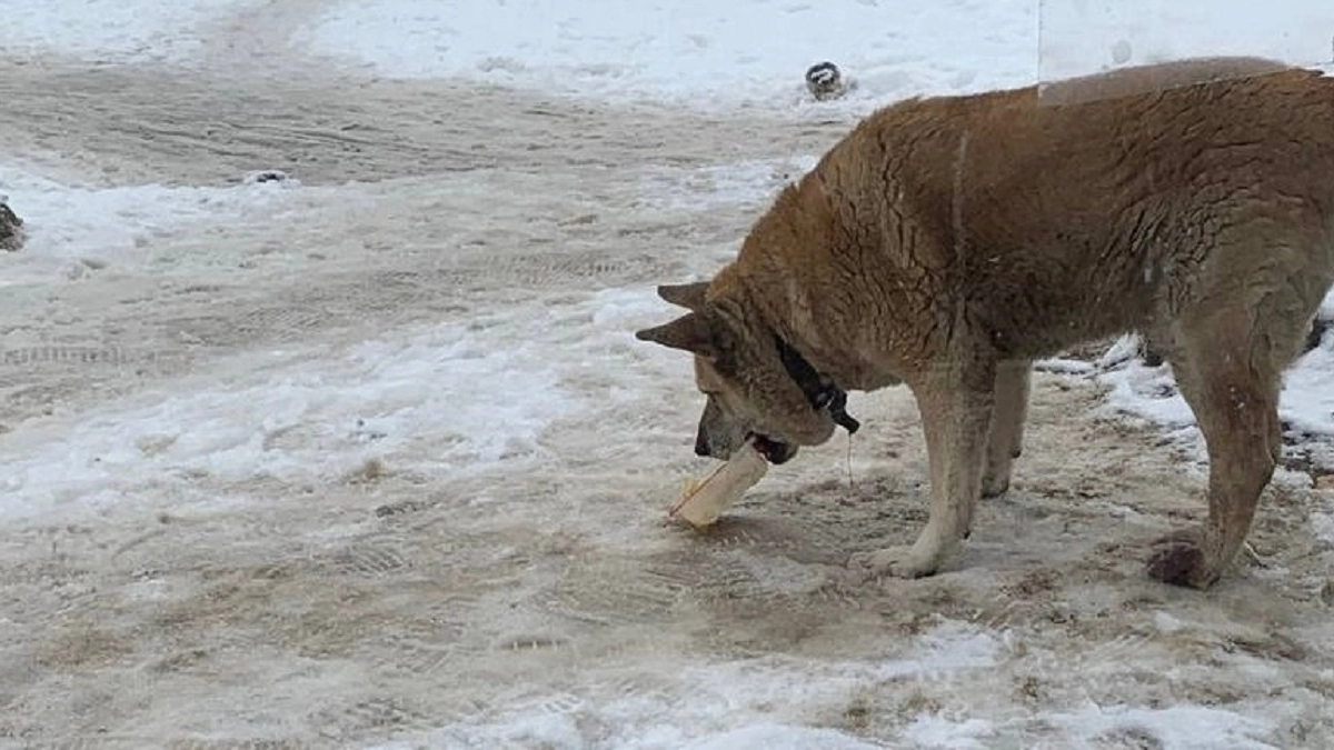 В приюте под Суздалем проведут день бесплатной стерилизации питомцев
