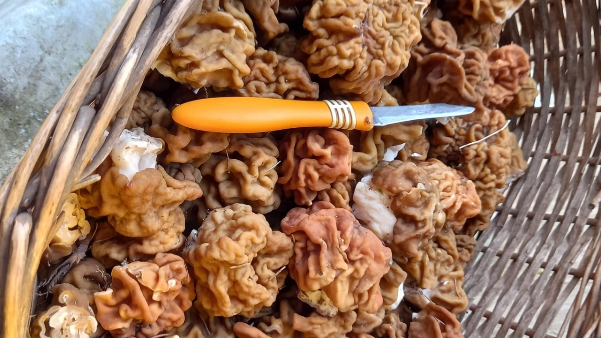  Даже бывалые грибники дают промах: как не загреметь в больницу после "тихой охоты" - запомните раз и навсегда