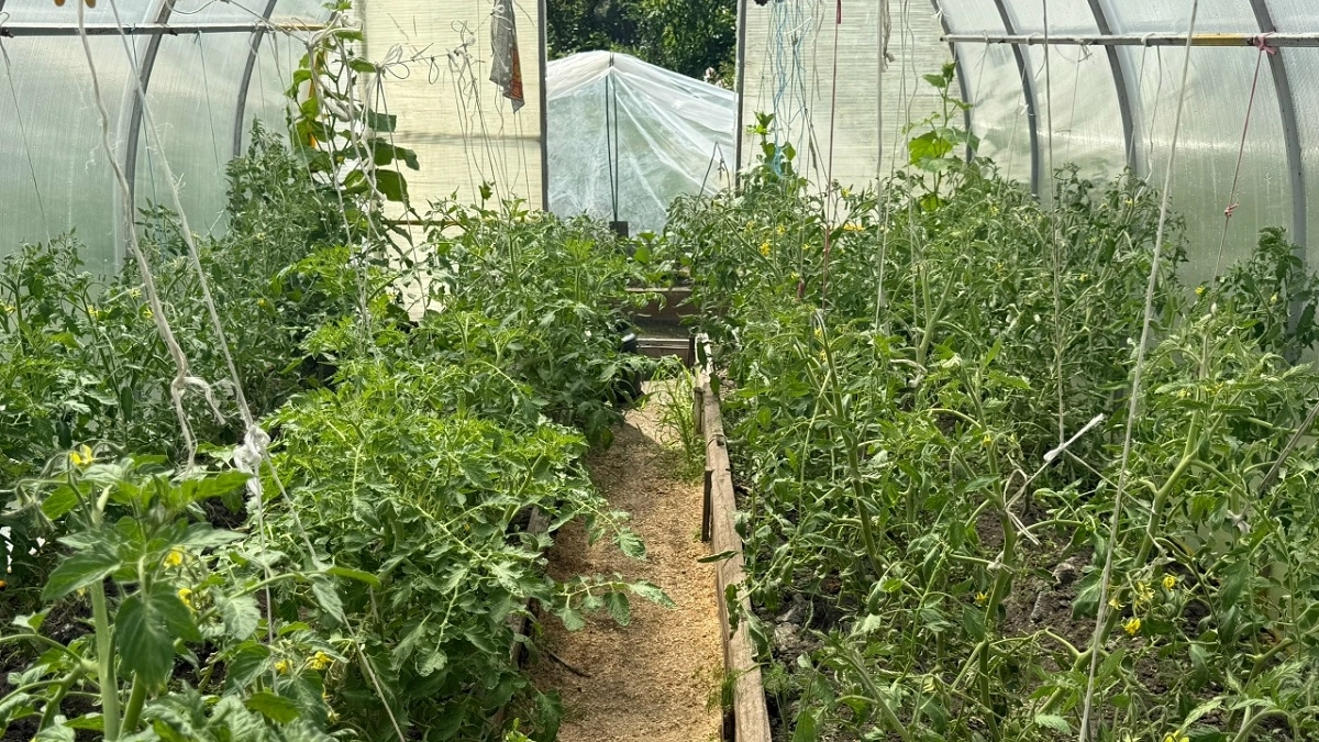 Как правильно установить в теплице капельный полив: делаем своими руками из бочки, и урожай будет некуда девать