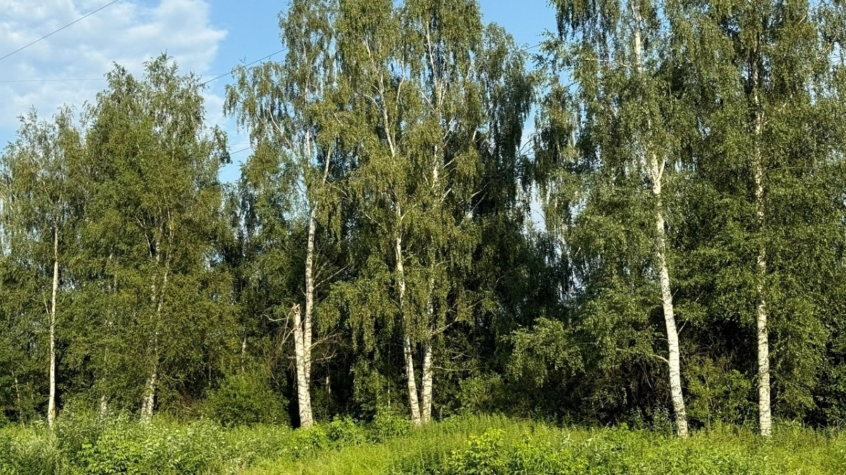 Весной во Владимирской области высадят лес на 3,2 тысячи гектаров