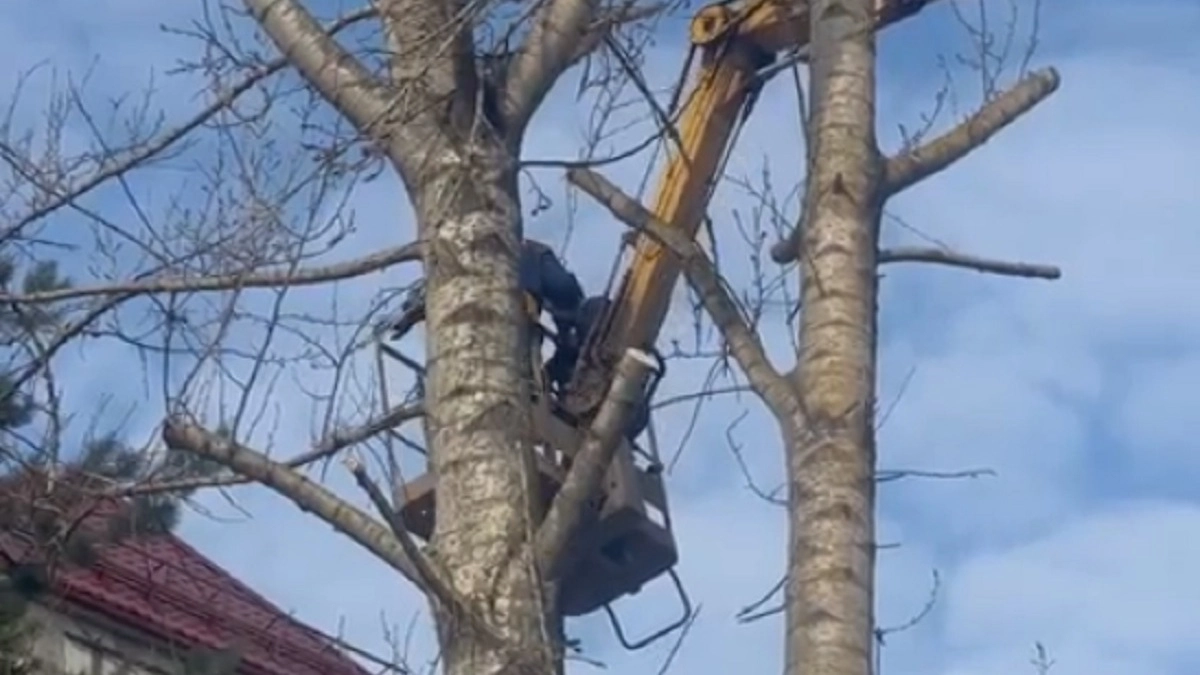 Специалисты вышли на обрезку деревьев на Суздальском проспекте во Владимире