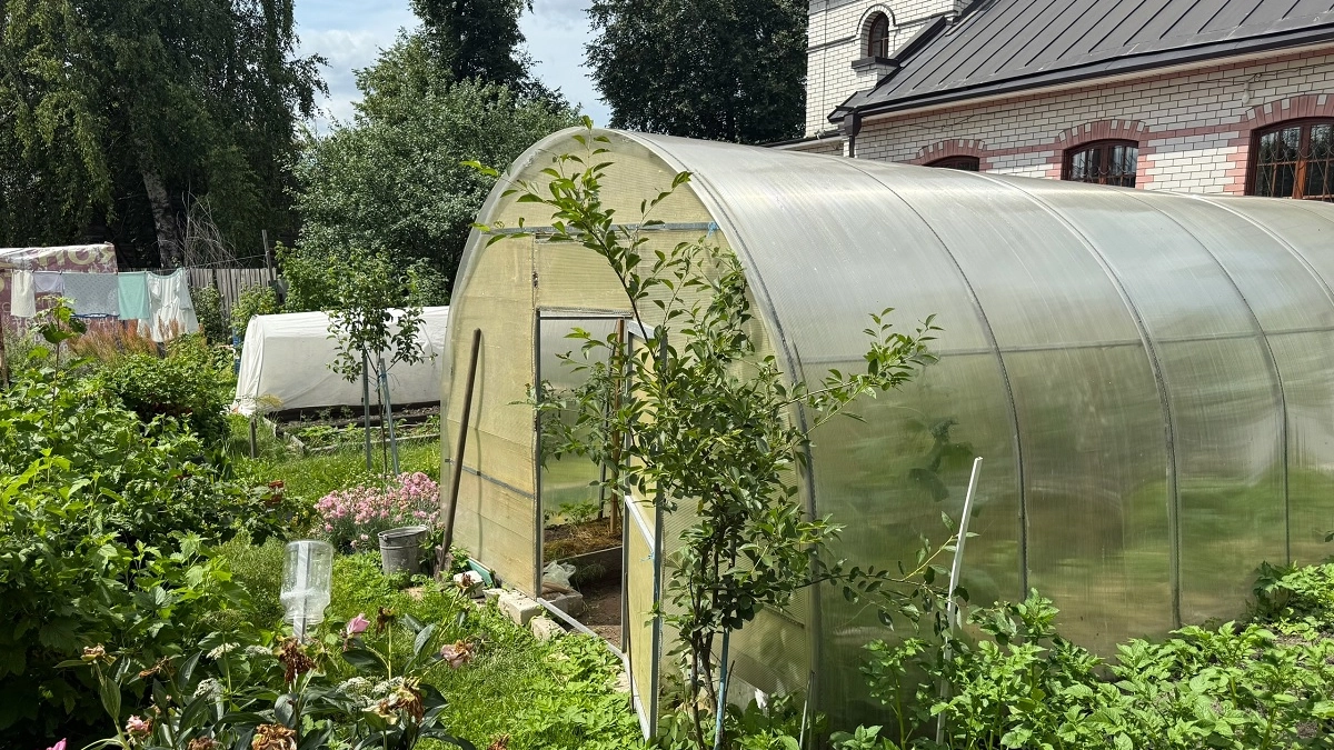 Как сделать теплицу своими руками за 7 шагов: выбираем правильное место и материал, и урожай будет богатым на зависть соседям