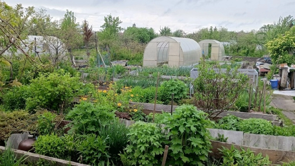 Больше никаких слизней в огороде: нашел простой народный метод - теперь без химии избавляю сад от вредителей