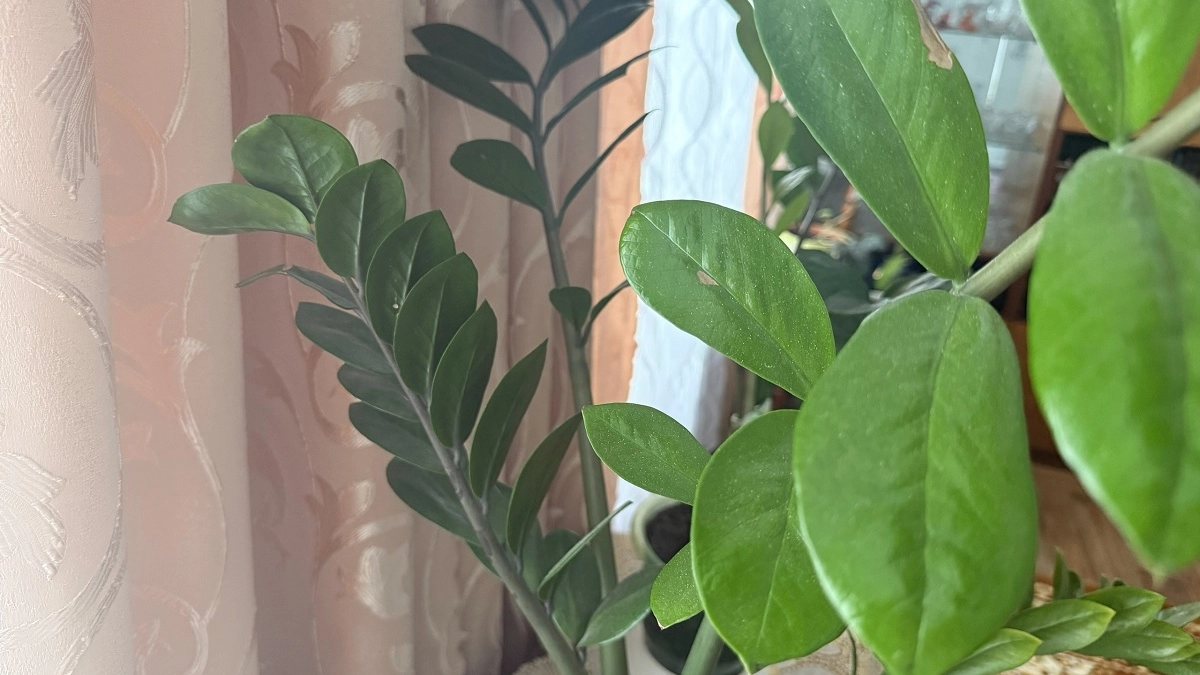 4 капли под корень — и замиокулькас вымахал как пальма: "долларовое дерево" будет мощнее баобаба