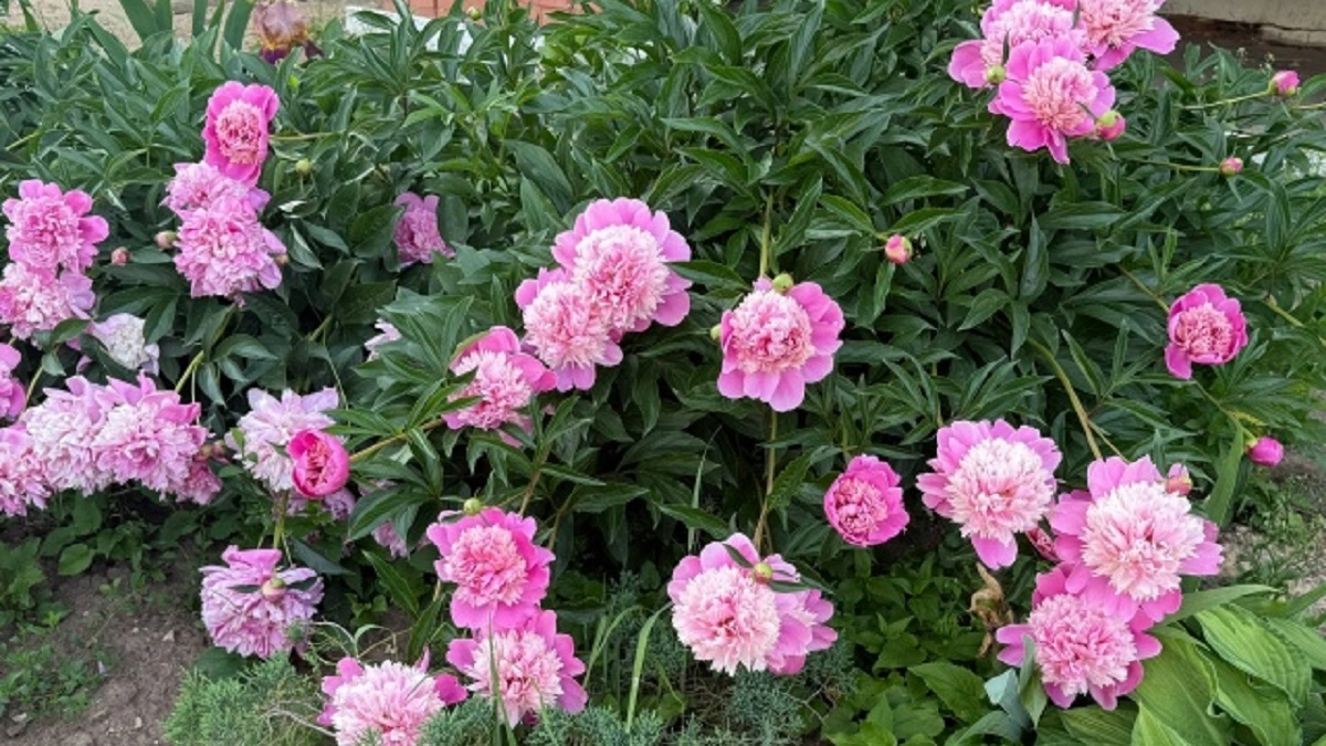 Как подкармливать пионы и розы после таяния снега: опытные садоводы советуют удобрения для пышного цветения