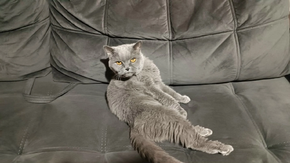 Очистила этим средством всю мягкую мебель от грязи: сэкономила много денег на клининге