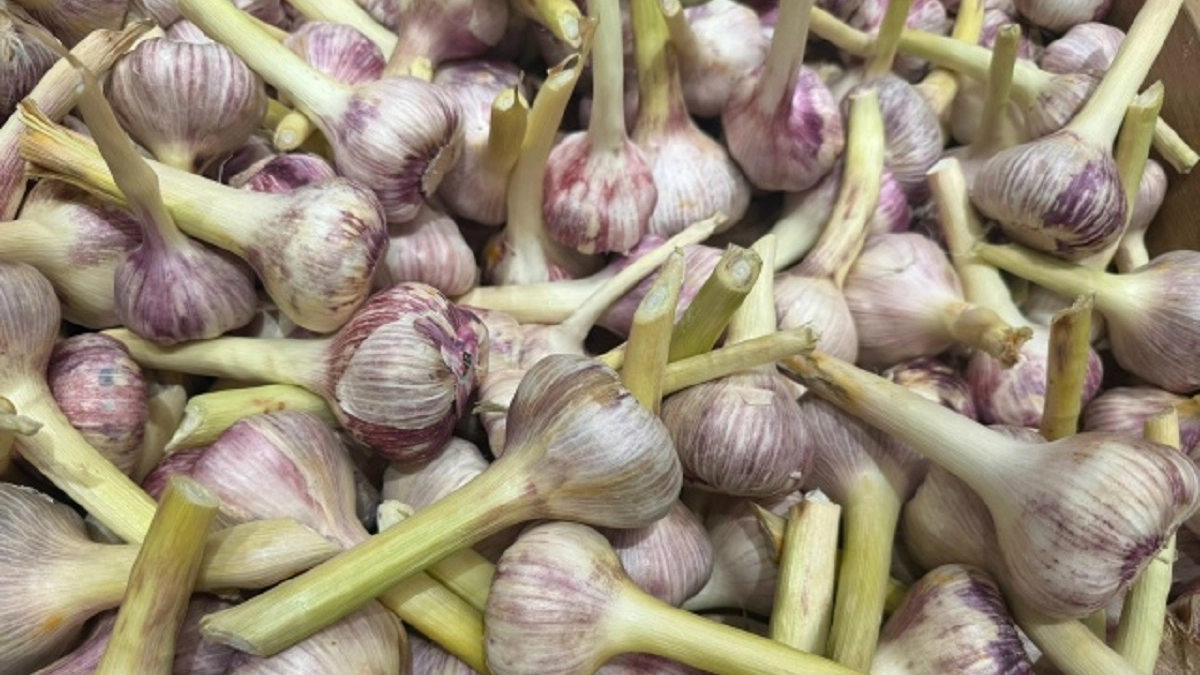 Уход за чесноком весной: что сделать, чтобы головки выросли крупными и здоровыми