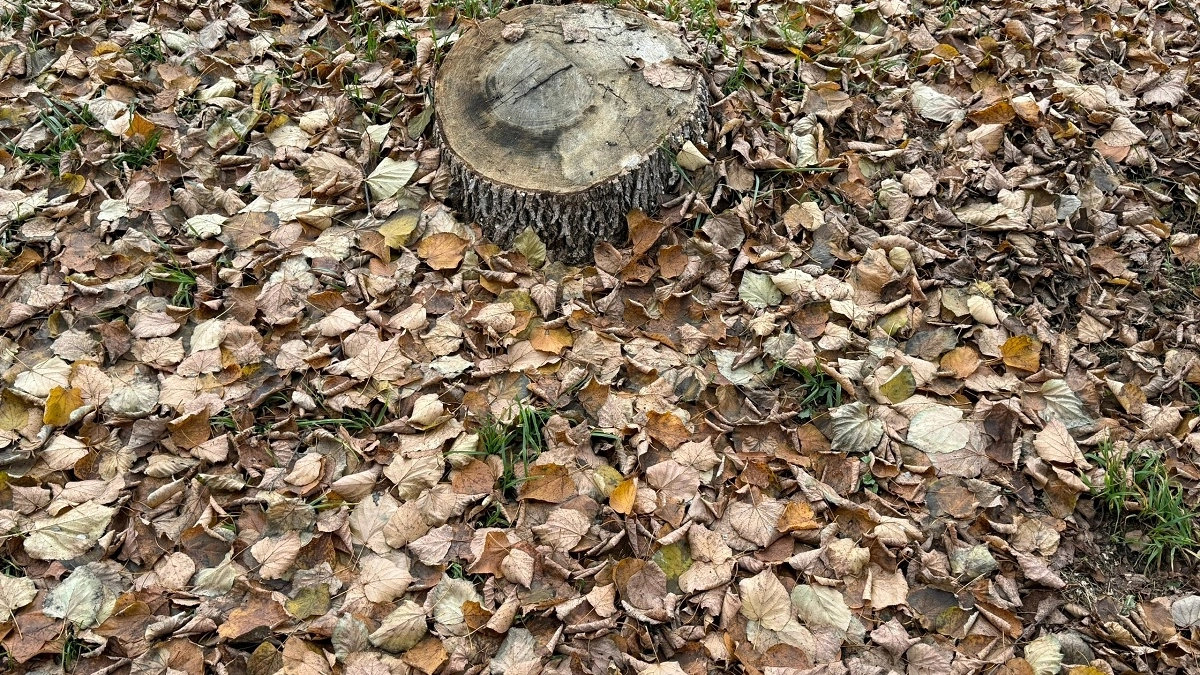 Всего 2 пригоршни на старый пень — и от него через пару месяцев следа не останется: даже выкорчевывать не придется