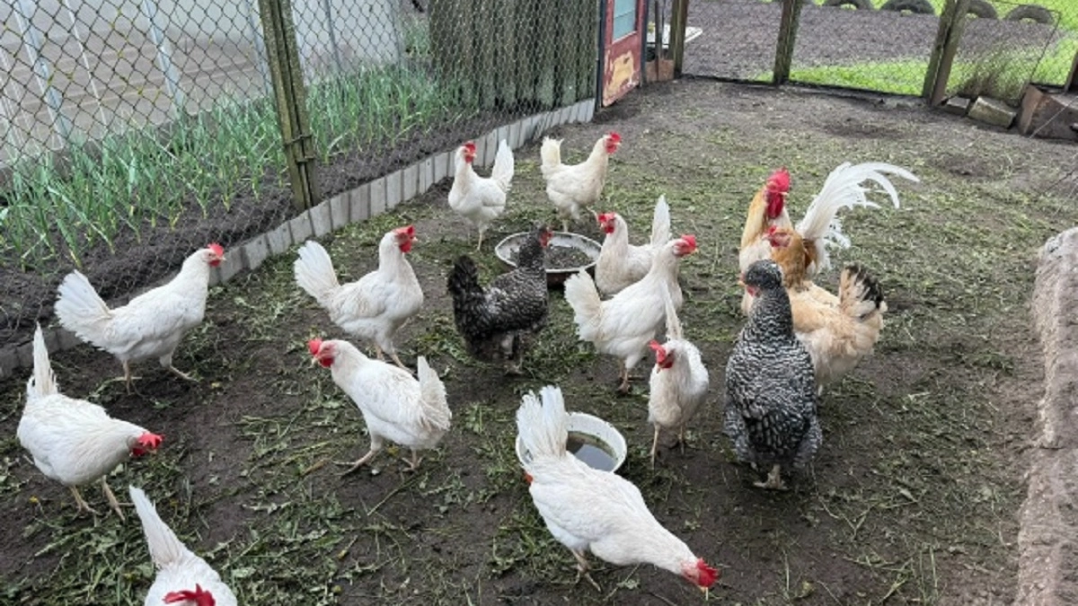 Добавляю 1 щепотку в мешанку для кур - и птицы несутся как из пулемета: после зимы лучший способ