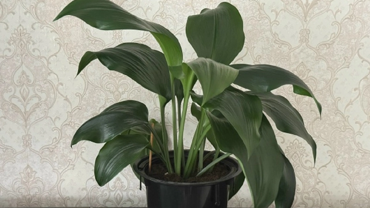 Почему спатифиллум не цветет, а только наращивает листья: 5 ошибок, которые мешают женскому счастью