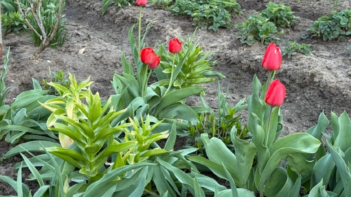 Весной тюльпанам после появления ростков – обязательно: 4 приема для пышного и обильного цветения