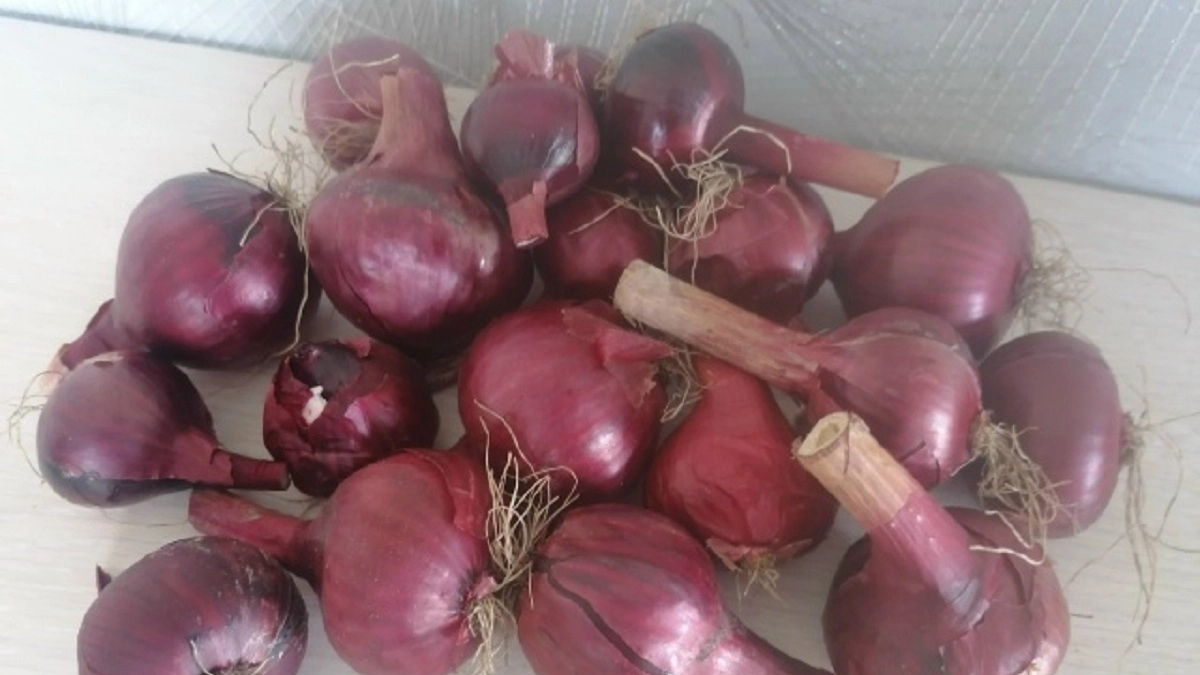 Марганцовка и сода – прошлый век: продвинутые огородники теперь замачивают лук так перед посадкой