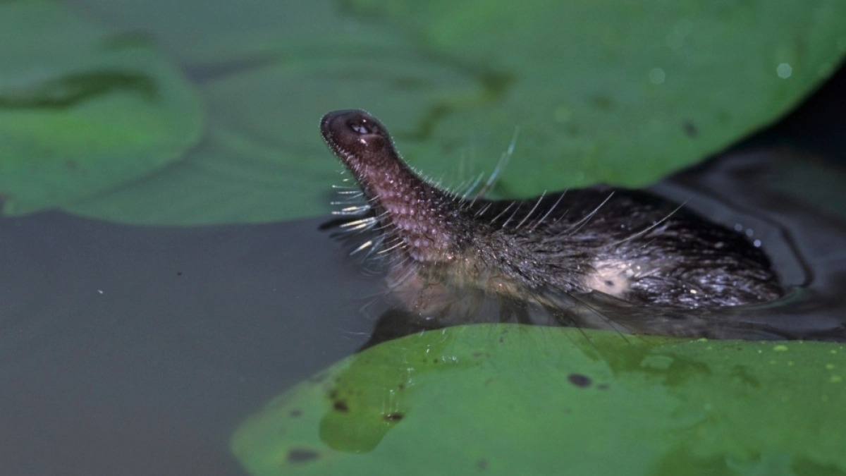 Краснокнижная выхухоль во Владимирской области дождалась федерального внимания