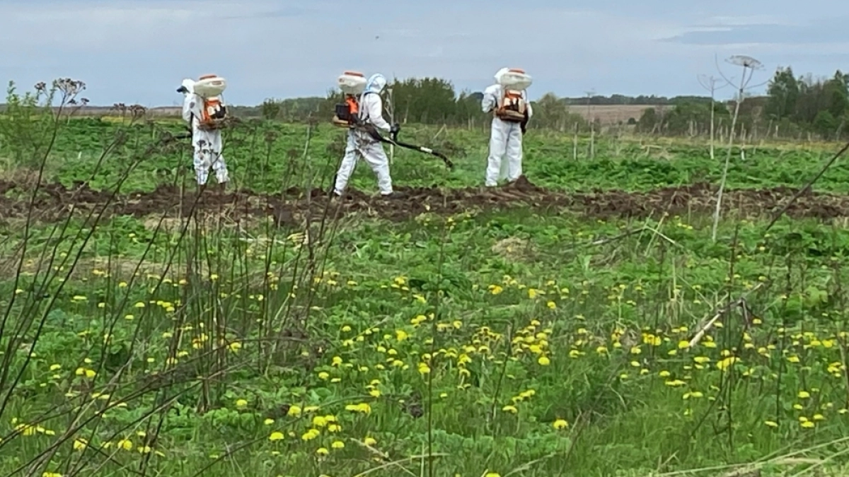 Владимирский Минсельхоз обнародовал перечень опасных видов растений