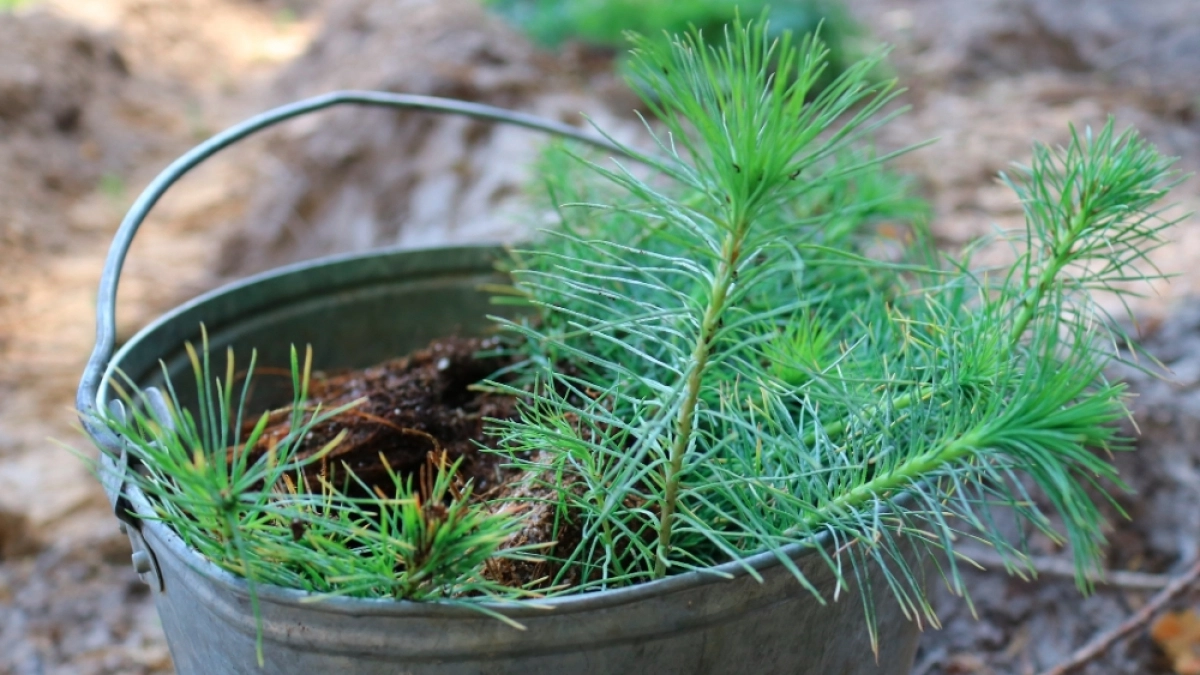 Суд обязал крупного судогодского арендатора восстановить лес после вырубки
