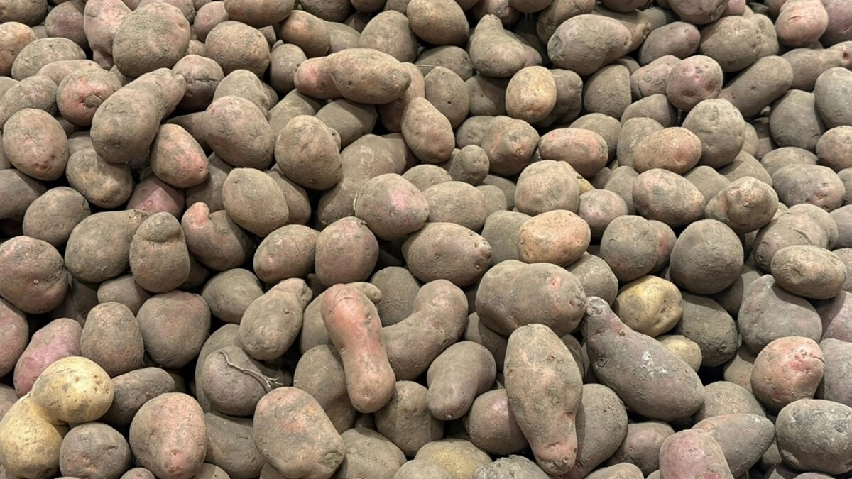 Продвинутые дачники сажают картошку только так: большой урожай без прополки и окучивания