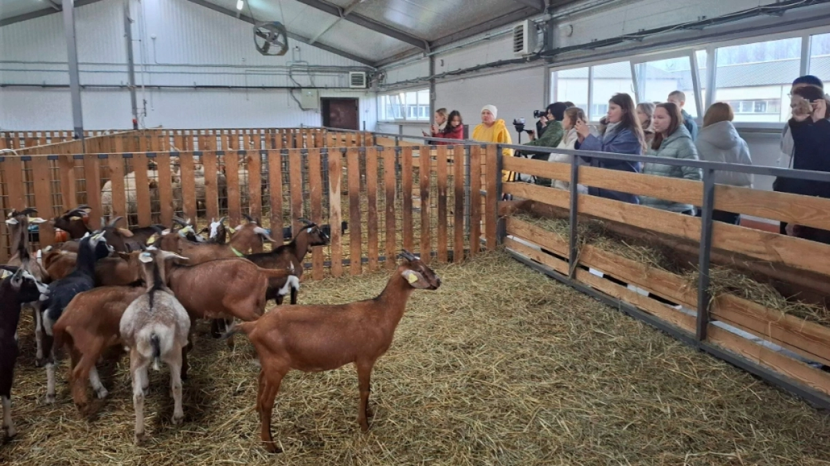 Губернатор Авдеев похвалил аграриев за ягодные проекты и рост поголовья свиней