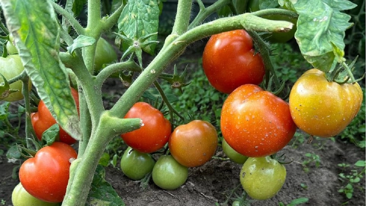 Эти 3 сорта томатов растут сами по себе. Даже не подвязывала, а урожай собрала отличный