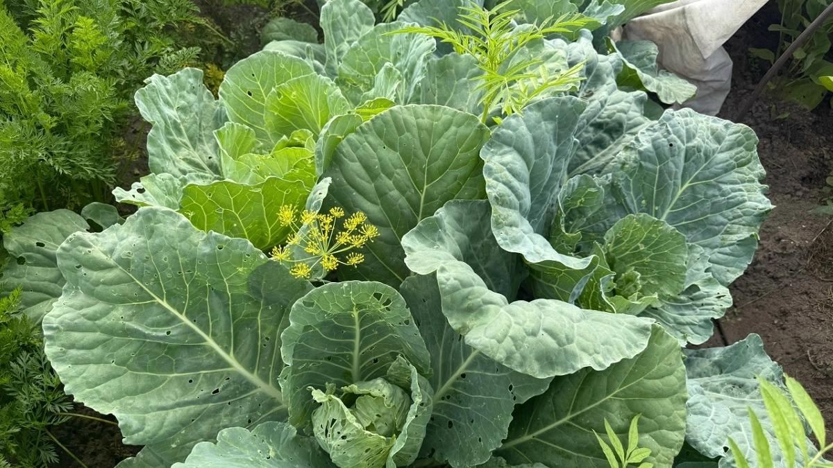 Сажаю в апреле капусту по этой схеме, и собираю до 7 килограммов с "квадрата": кочаны крупные, плотные и сочные