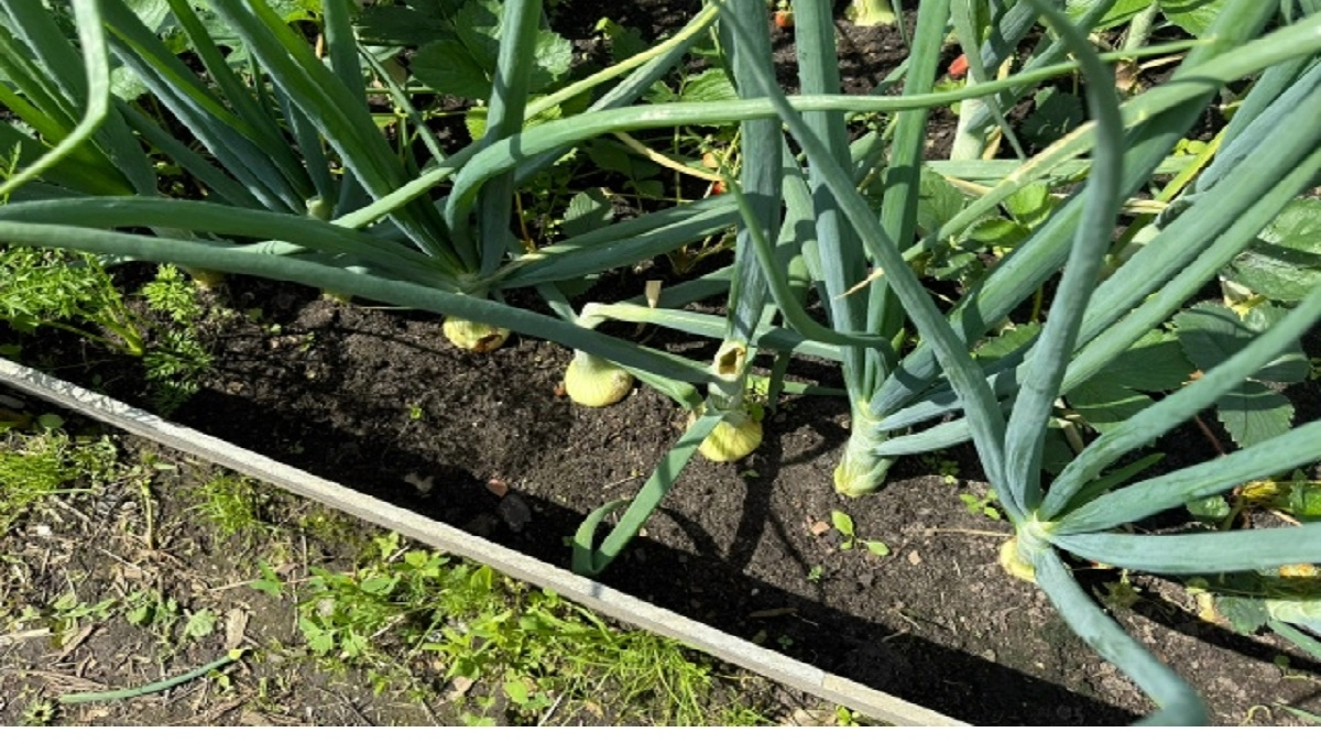 Лук растет крепкий и сочный до самой осени – соседям на зависть: 5 секретов богатого урожая, проверенные десятилетиями