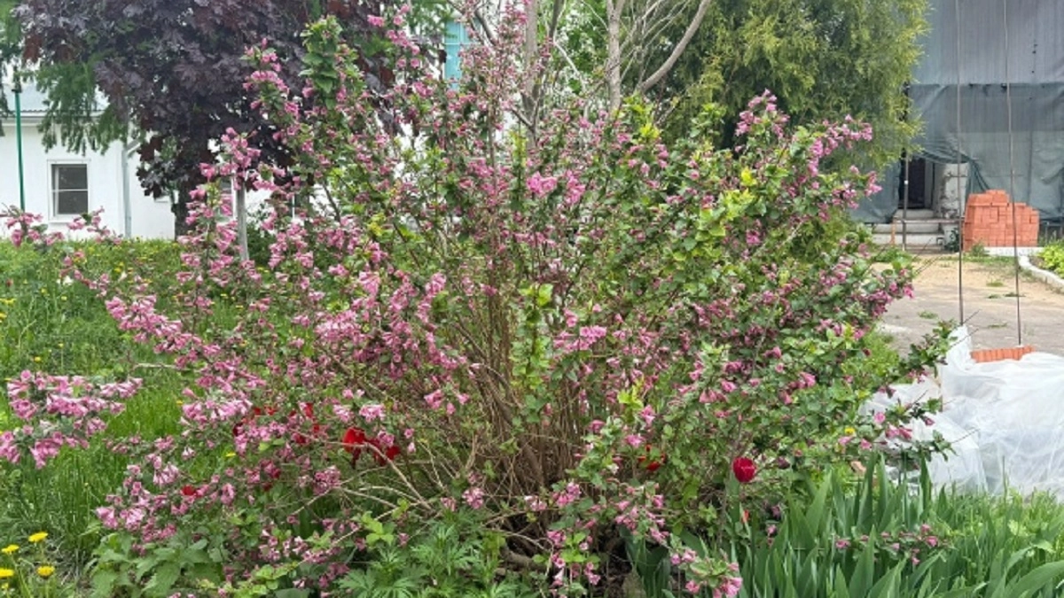 Как только сошел снег, раскидываю этот порошок под кусты на огороде. Вишня и сливы радуют урожаем, даже в те годы, когда у соседей пусто