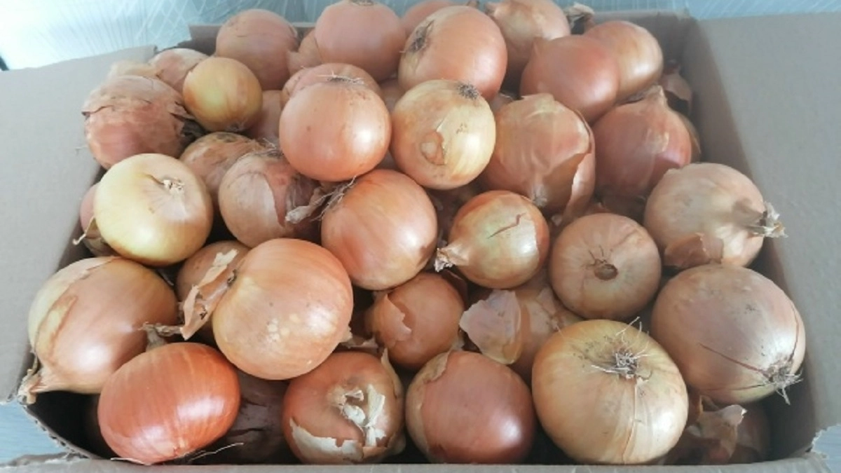 Луковая шелуха: почему я больше не выбрасываю этот ценный ресурс