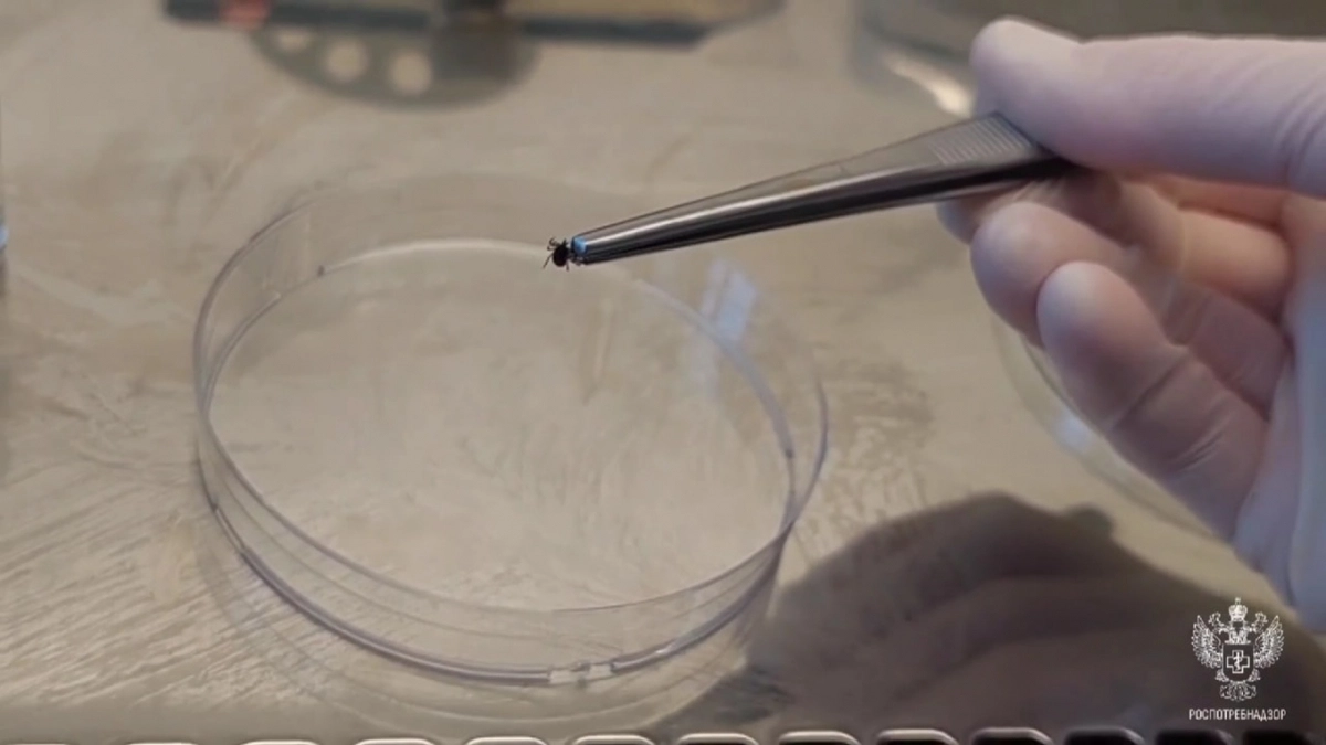 Во Владимирской области зафиксирован первый укус клеща