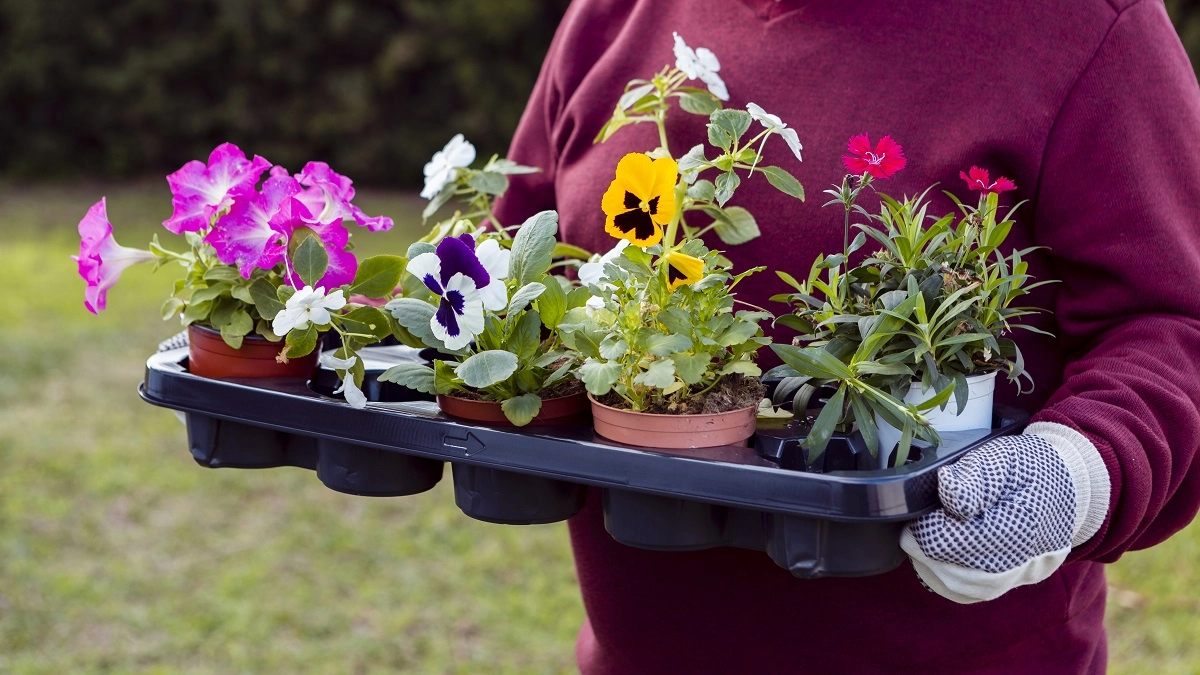 Апрельская посевная: эти цветы сею сразу в грунт — не надо париться с рассадой