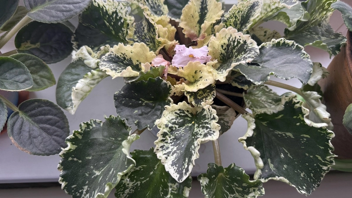 Воду после мытья рыбы больше не выливаю - поливаю ей цветы: ценный лайфхак для выращивания комнатных растений