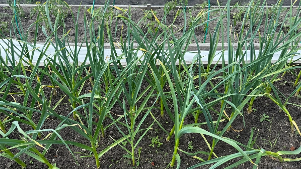 Чеснок в апреле: вот что агрономы велят сделать до подкормок— будет расти как лес, а головки — с яблоко