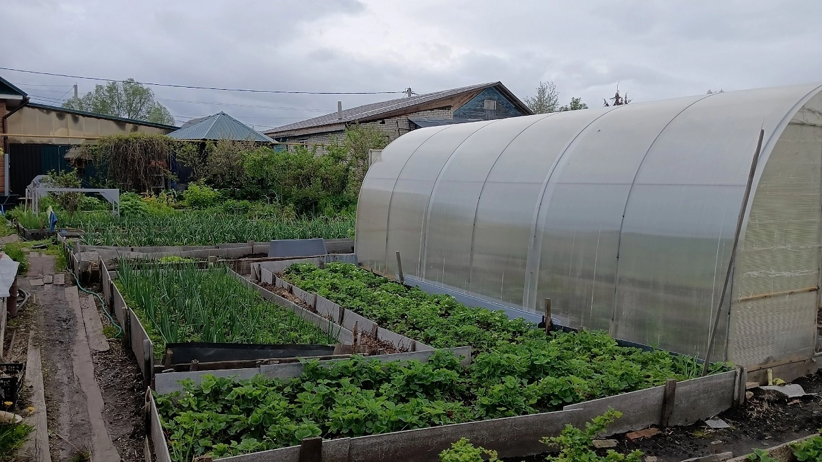 Как избавиться от сорняков на садовых дорожках и у забора: 4 способа, которые избавят от нежелательной растительности на 7 лет вперед