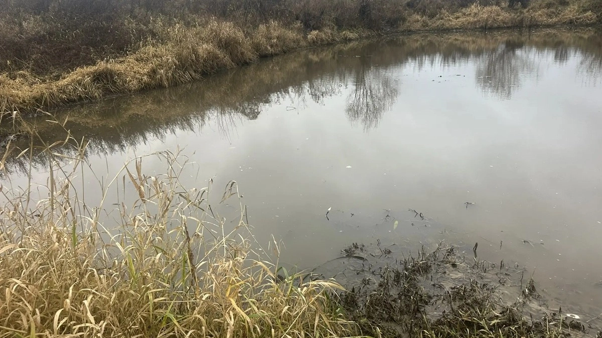 Загрязнение Пекши в Петушинском районе привело к повальному мору рыбы