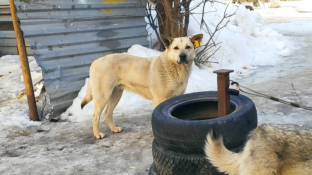 Для вакцинации от бешенства во Владимирской области закупили 300 тысяч доз препарата