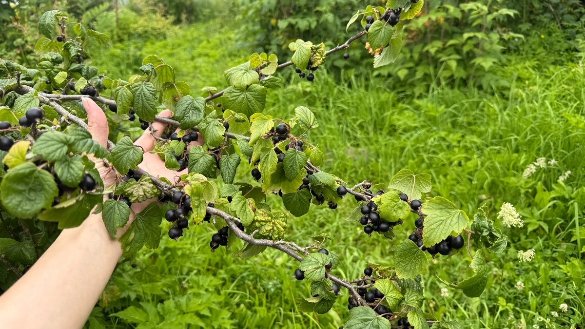 Каждую весну обрабатываю смородину кипятком: летом собираю огромный урожай сладких и крупных ягод - показываю свой метод  