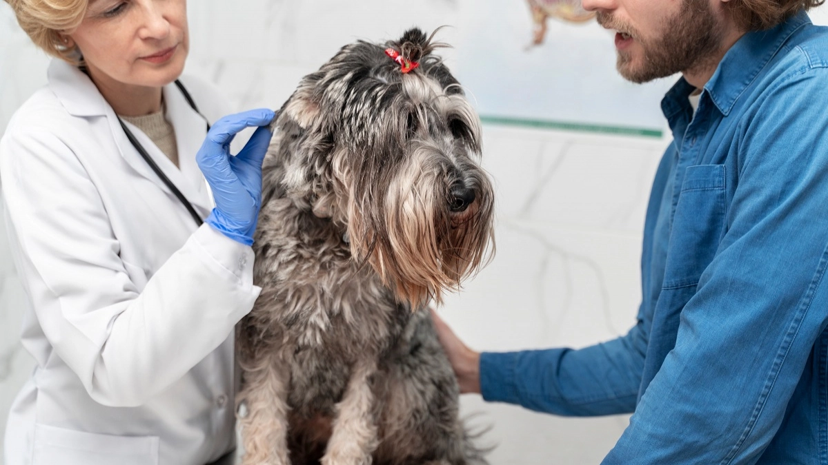 Сезонная угроза: как защитить питомца от клещей? 