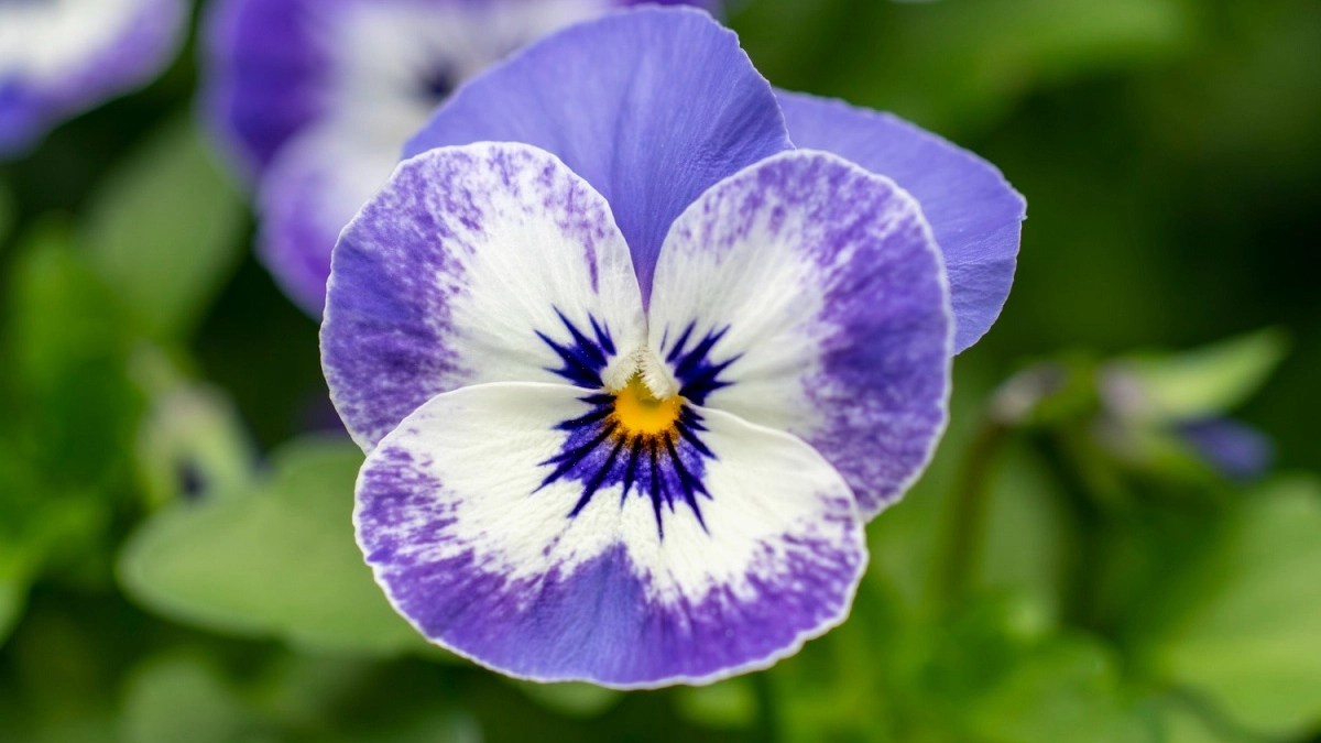 Какие цветы посадить в кашпо и вазоны: 5 самых неприхотливых вариантов для солнца и полутени