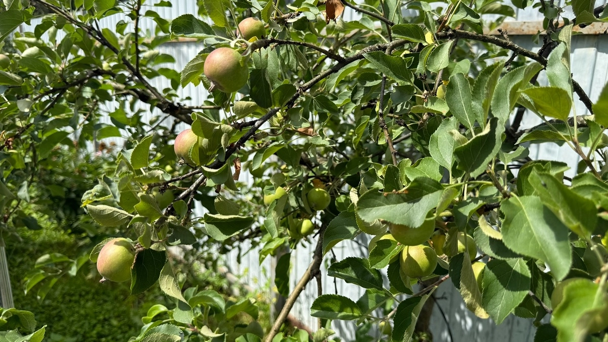 Для чего продвинутые дачники закапывают булыжник под яблоню: проверила лайфхак - теперь деревце всегда заваливает урожаем 
